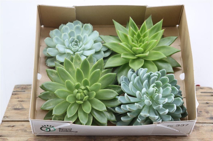 Echeveria Gemengd X4