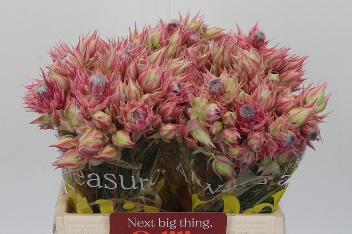 <h4>Blushing Bride Pink 2/5 Flowers</h4>