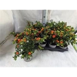 Solanum Bartoli Megaball