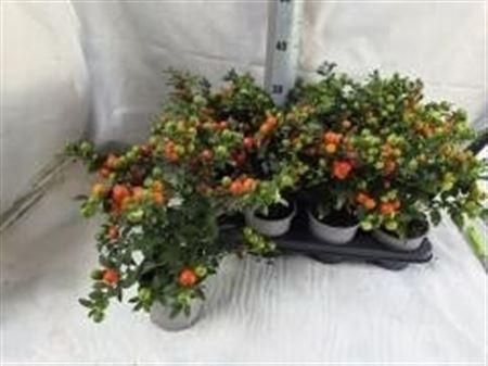 <h4>Solanum Bartoli Megaball</h4>