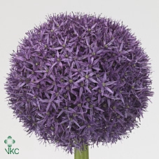 ALLIUM GLOBEMASTER