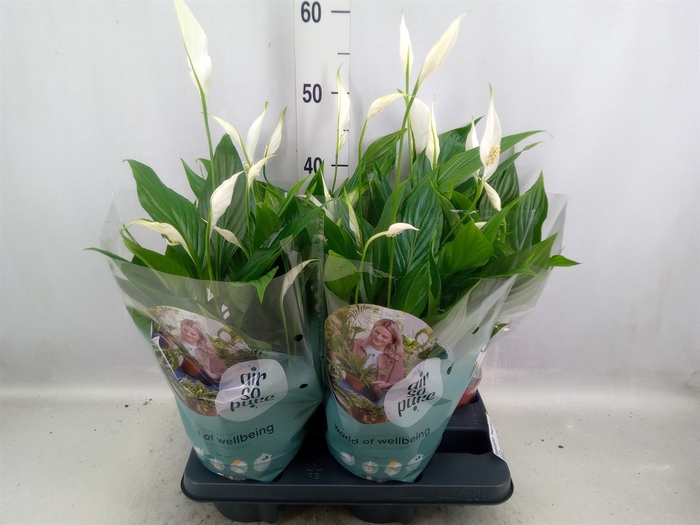 <h4>Spathiphyllum  'Pearl Cupido'</h4>
