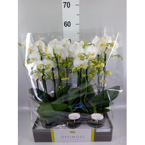 Phalaenopsis multi.   ...white