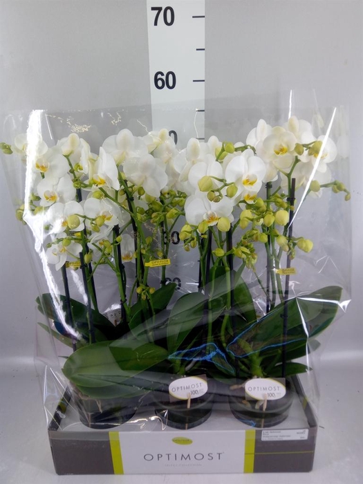 <h4>Phalaenopsis multi.   ...white</h4>