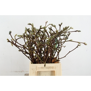 MAGNOLIA SUPERBA 050CM