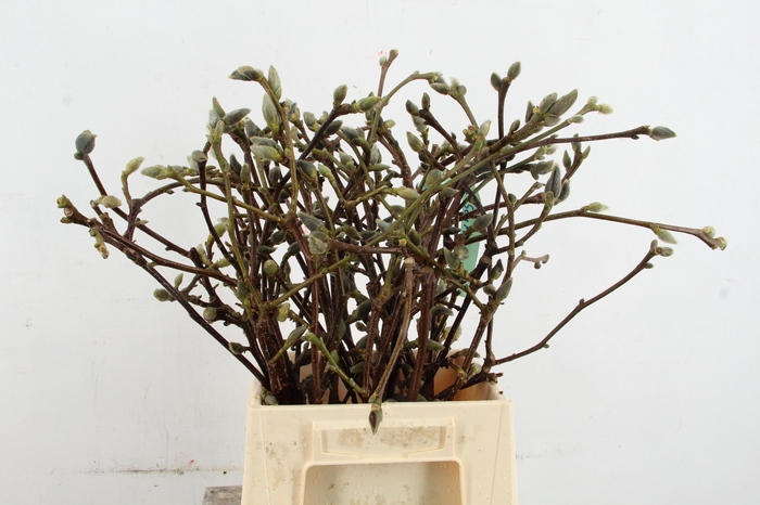 MAGNOLIA SUPERBA 050CM