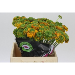 Ranunculus Pon Pon Merlino