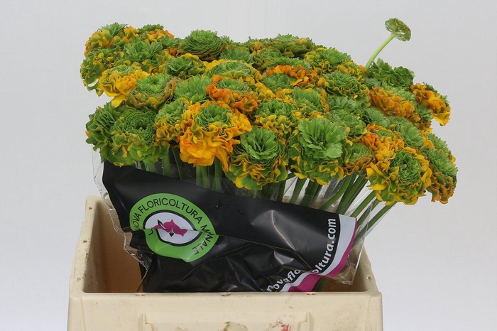 <h4>Ranunculus Clooney Pon Pon Merlino</h4>