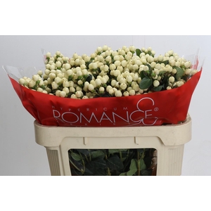 Hypericum Cool Romance Spray