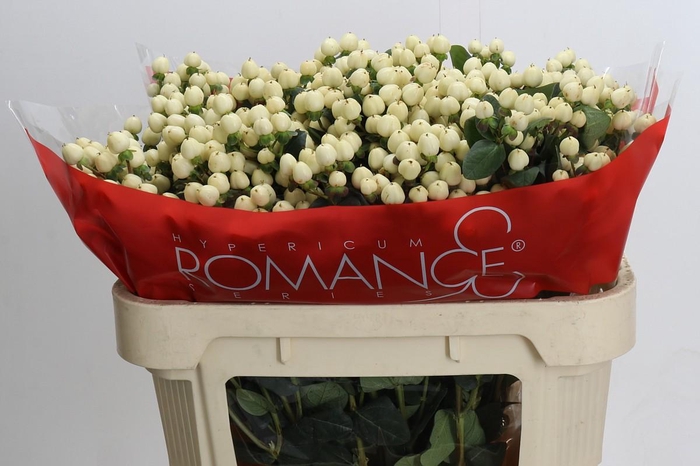 <h4>Hypericum Cool Romance Spray</h4>