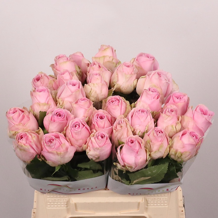 <h4>R GR HEIDI!</h4>