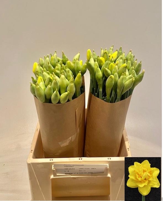 <h4>NARC DU PN VENETO</h4>