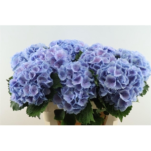 Hydr M Lollypop Blue 80-20