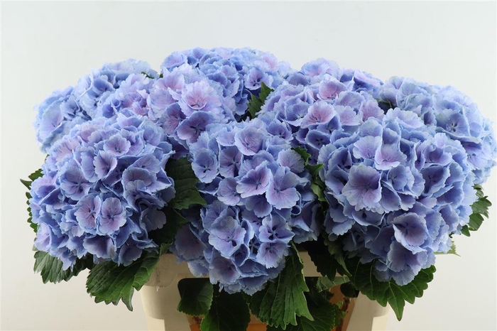 <h4>Hydr M Lollypop Blue 80-20</h4>