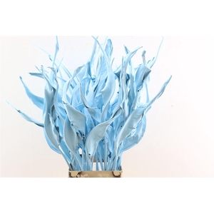 Dried Strelitziablad Lichtblauw P Stem