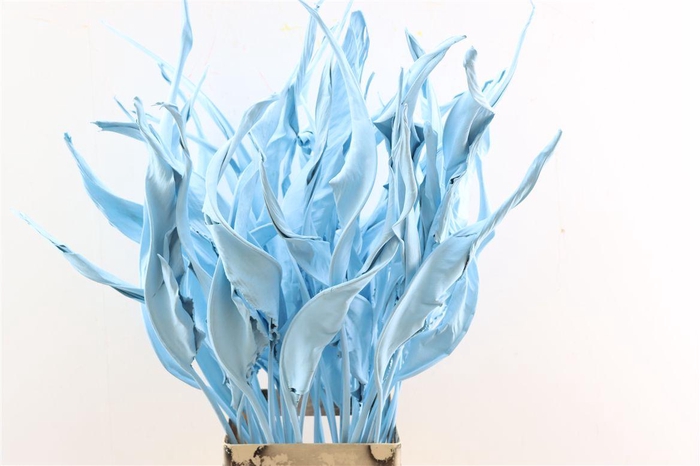 <h4>Dried Strelitziablad Lichtblauw P Stem</h4>