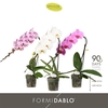 Phalaenopsis gemengd