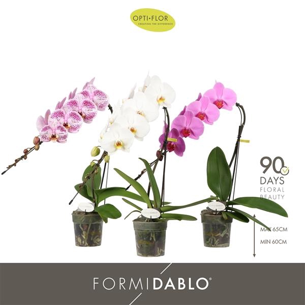 Phalaenopsis gemengd