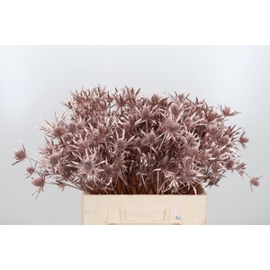 Eryn Orion Kl Bh Champagne