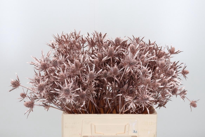 <h4>Eryn Orion Kl Bh Champagne</h4>