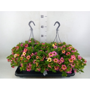 Calibrachoa   ...mix