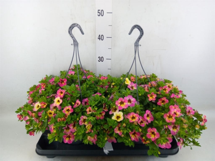 <h4>Calibrachoa   ...mix</h4>