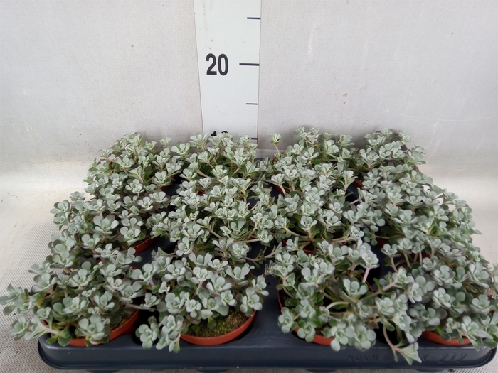 <h4>Sedum spathulifolium 'Cape Blanco'</h4>