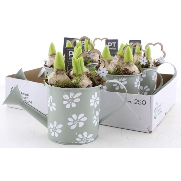 <h4>ARR HYACINTH</h4>