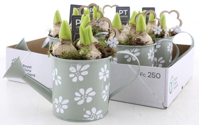 <h4>ARR HYACINTH</h4>