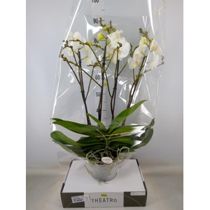 Phalaenopsis   ...white