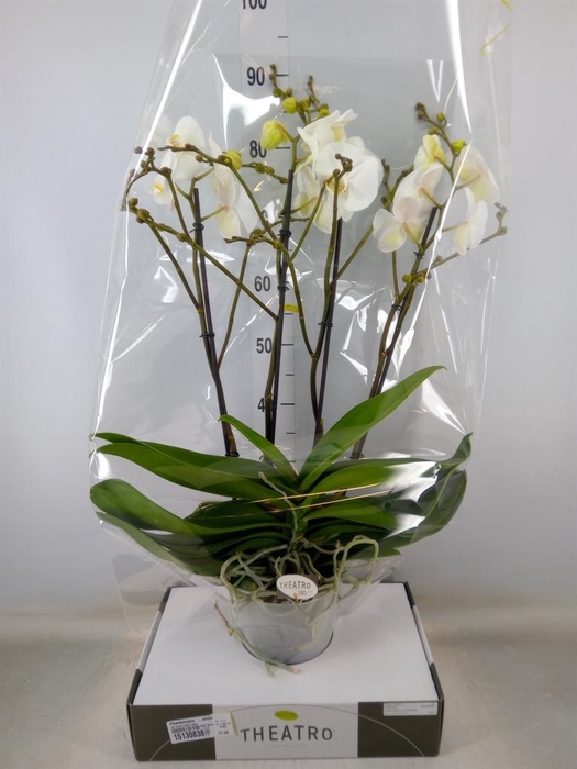 <h4>Phalaenopsis   ...white</h4>