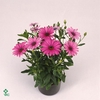 Osteoeospermum Mix 11Ø  25cm