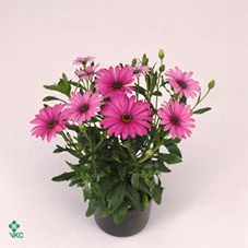 Osteoeospermum Mix 11Ø  25cm