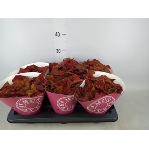 Begonia BD 'Beleaf Amber Love'