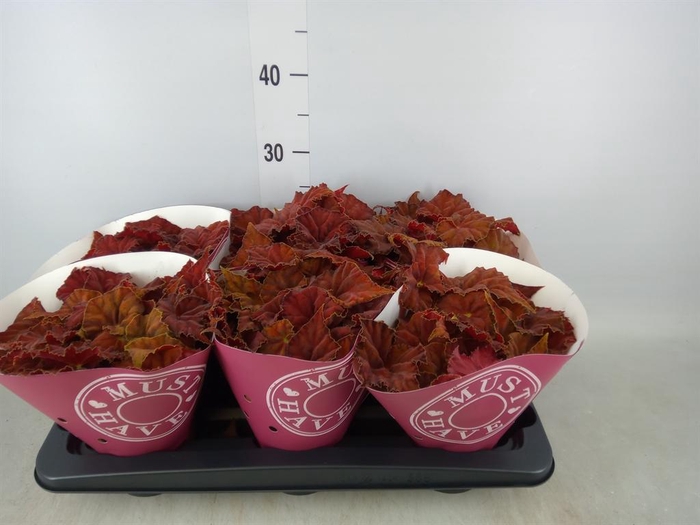 <h4>Begonia BD 'Beleaf Amber Love'</h4>