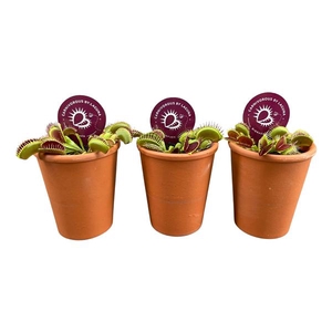 Dionaea muscipula in 7 cm terracotta pot (waterdicht)