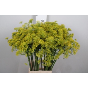 Anet Graveolens