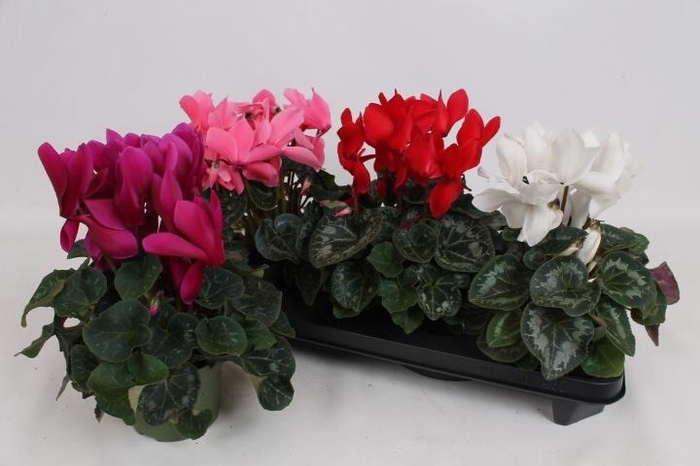 <h4>CYCL GR SUP MAMMOTH</h4>