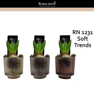 1231 - Soft Trends (Hyacint 6cm)