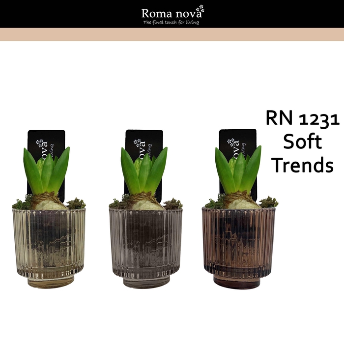 <h4>1231 - Soft Trends (Hyacint 6cm)</h4>