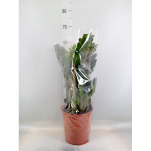 Zamioculcas zamiifolia 'Zenzi'