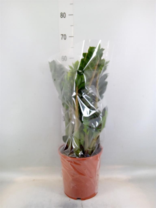 <h4>Zamioculcas zamiifolia 'Zenzi'</h4>