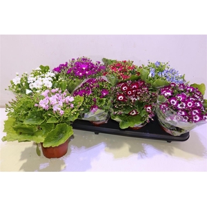 arr8 Peri C Venez Gem