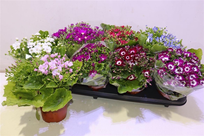 <h4>arr8 Peri C Venez Gem</h4>