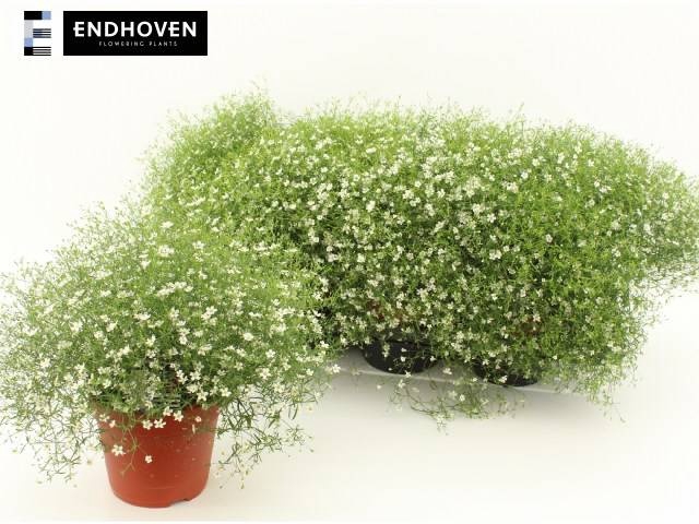 <h4>GYPS M FLEUR WHITE</h4>