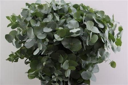 <h4>EUCA CINEREA</h4>