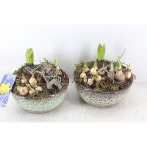 arr4 Bollenmix MB - Ker. schaal Sandy x5