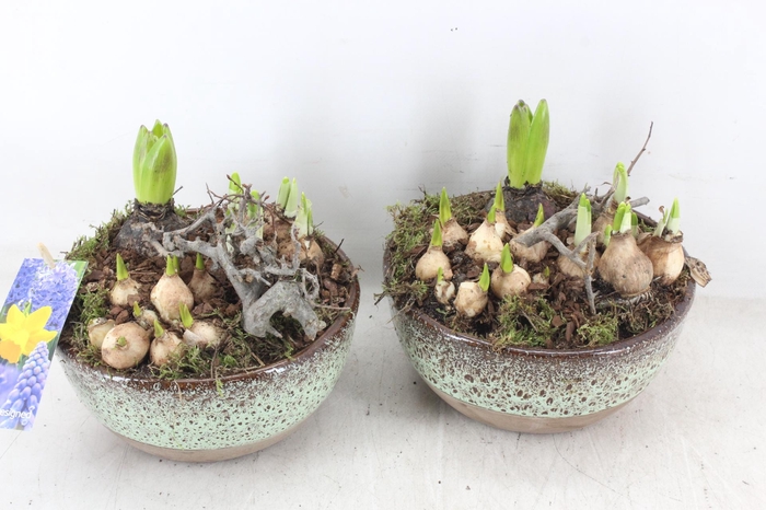 <h4>arr4 Bollenmix MB - Ker. schaal Sandy x5</h4>