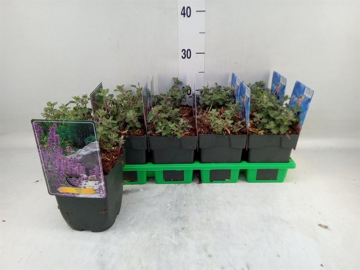 <h4>Nepeta   ...</h4>