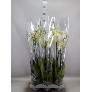 Phalaenopsis   ...white